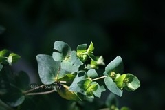 Euphorbia rothiana